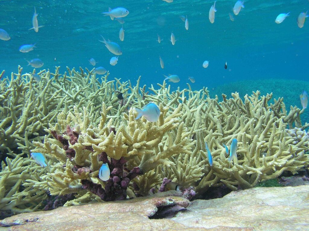 A living coral reef with reef fish underwater