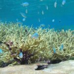 A living coral reef with reef fish underwater