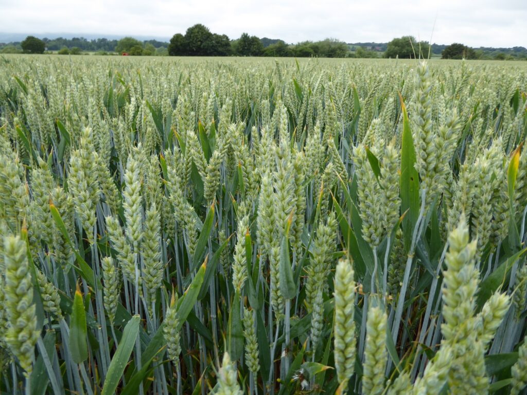 Green crops growing in a farm field.