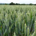 Green crops growing in a farm field.