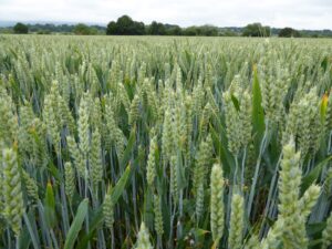 Green crops growing in a farm field.